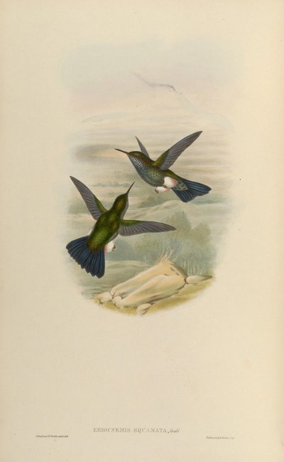 Eriocnemys lugens by John Gould